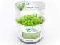 Preview: Grazile Rotala - Rotala sp. ´Wayanad´ in vitro